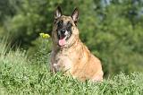 MALINOIS 387